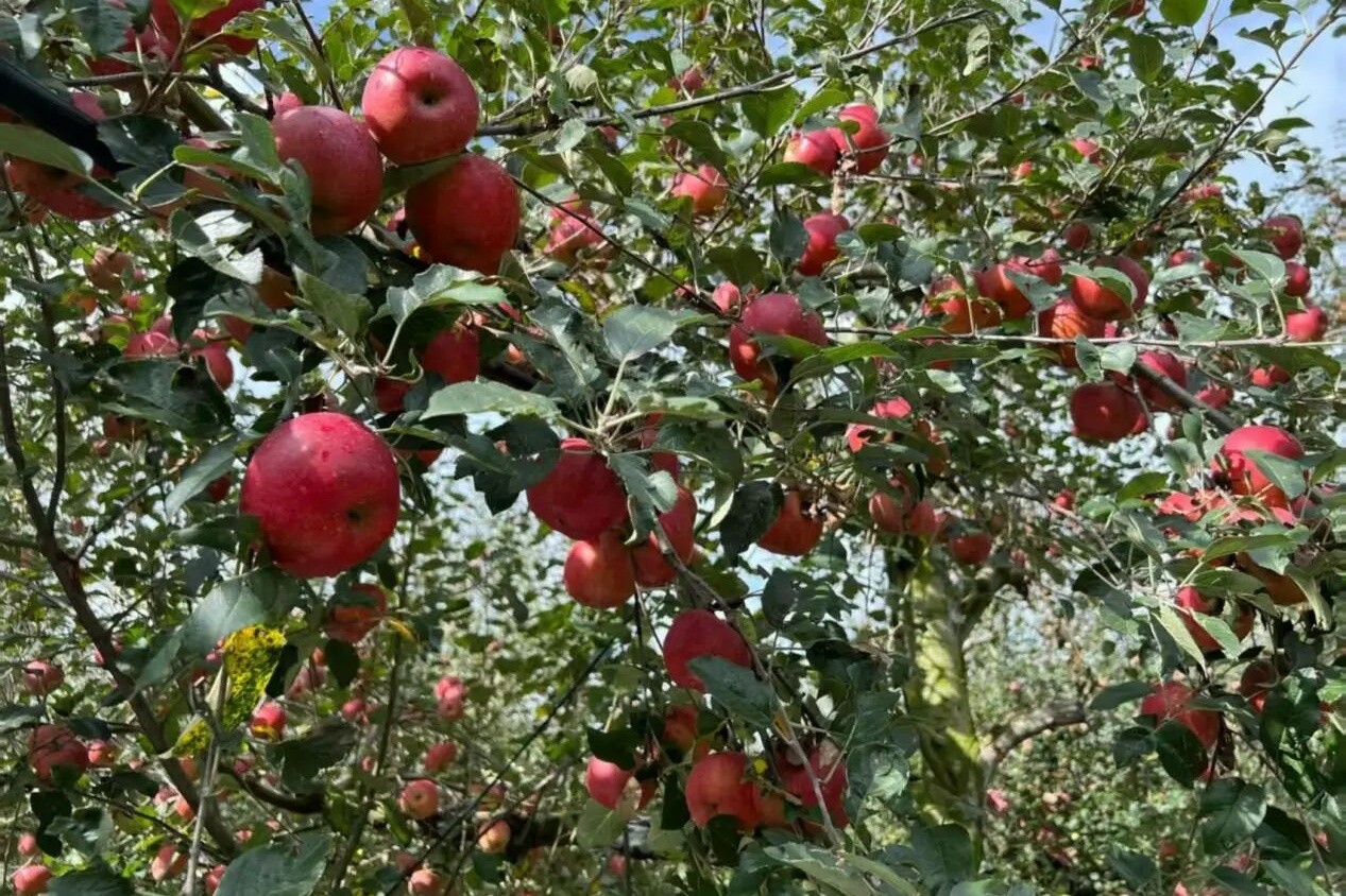 微信图片_2026-04-10_142104_088_副本